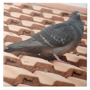 Rooftop Pigeon Tile