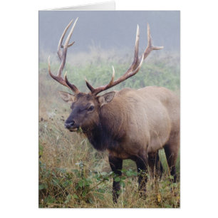 Roosevelt Elk Grazes at Redwood National Park