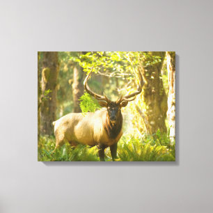 Roosevelt Elk Olympic National Park, Washington Canvas Print