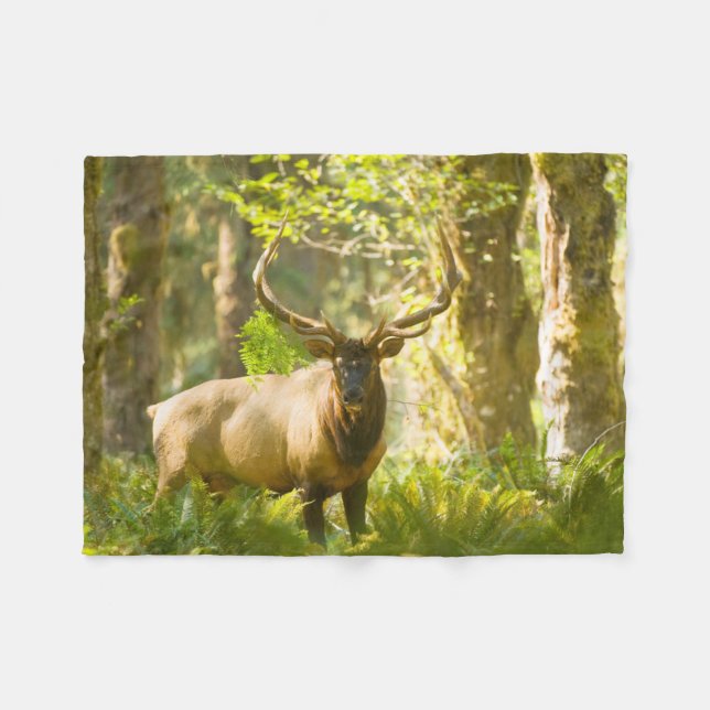 Roosevelt Elk | Olympic National Park, Washington Fleece Blanket (Front (Horizontal))
