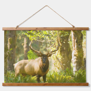Roosevelt Elk   Olympic National Park, Washington Hanging Tapestry