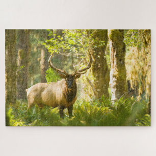 Roosevelt Elk   Olympic National Park, Washington Jigsaw Puzzle