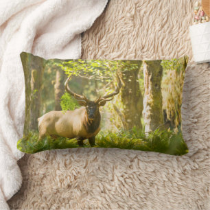 Roosevelt Elk Olympic National Park, Washington Lumbar Cushion