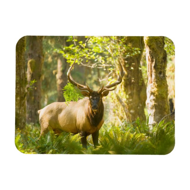 Roosevelt Elk | Olympic National Park, Washington Magnet (Horizontal)