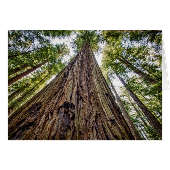 Roosevelt Grove (Front Horizontal)