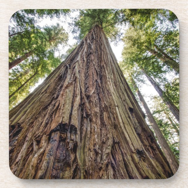 Roosevelt Grove Coaster (Front)