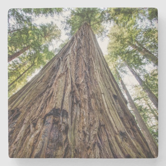 Roosevelt Grove Stone Coaster (Front)