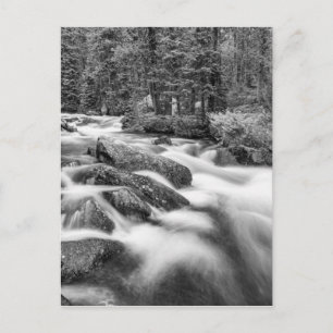 Roosevelt National Forest Stream Black and White Postcard