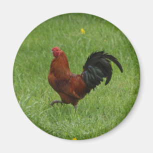 Rooster 1 - magnet