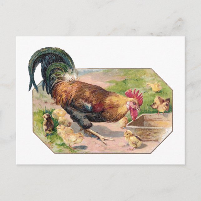 Rooster and Chicks Postcard (Front)