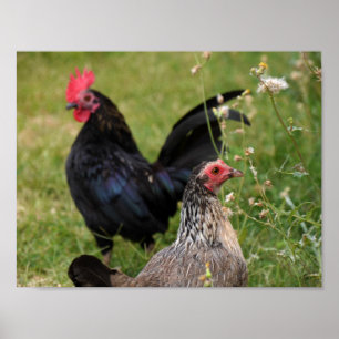 Rooster and Hen Poster