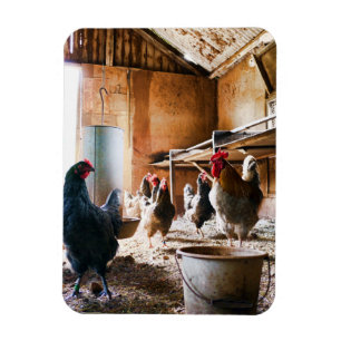 Rooster and Hens inside of Barn Magnet