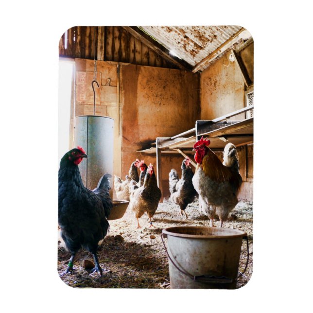 Rooster and Hens inside of Barn Magnet (Vertical)