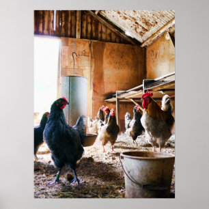 Rooster and Hens inside of Barn Poster