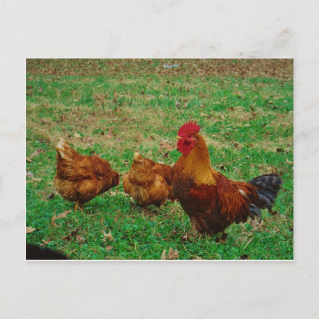 Rooster  and his Chickens Postcard (Front)
