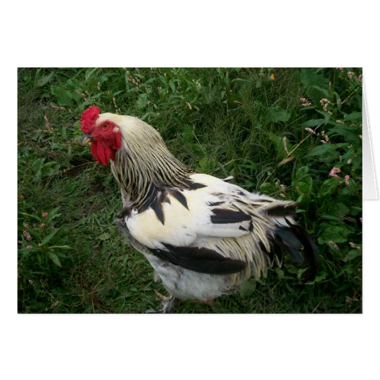 Rooster Card