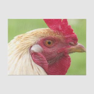 rooster, chicken, animal, bird, design, farm, tissue paper