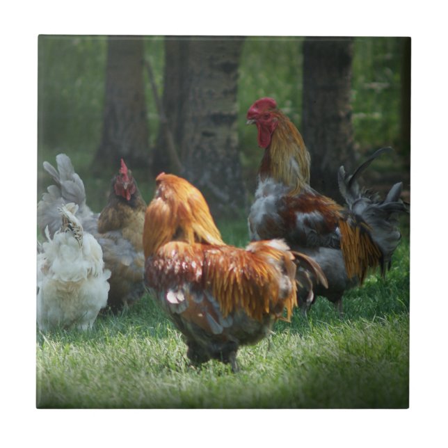 Rooster Chicken Art Roosters Chickens Birds Farm  Ceramic Tile (Front)