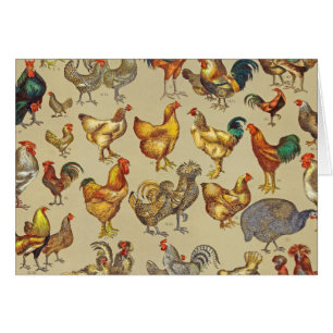 Rooster Chicken Farm Animal Poultry Country