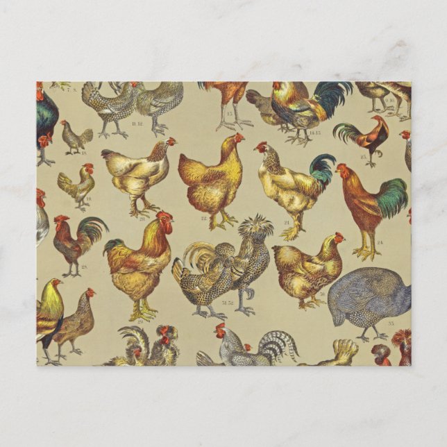 Rooster Chicken Farm Country Animal Postcard (Front)