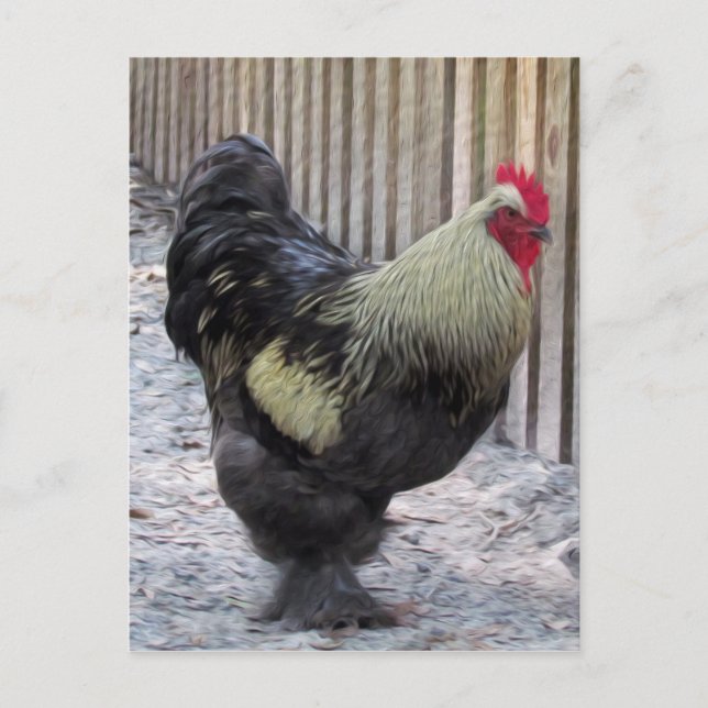 Rooster Chicken Painting Postcard (Front)