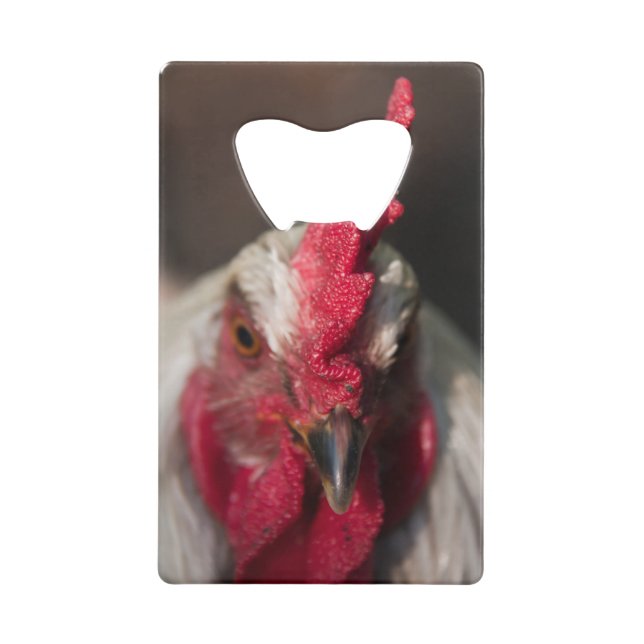 Rooster close up portrait (Front)