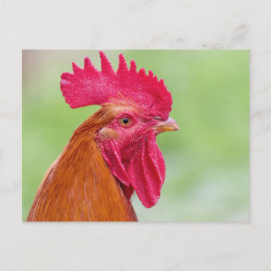 Rooster close-Up Postcard