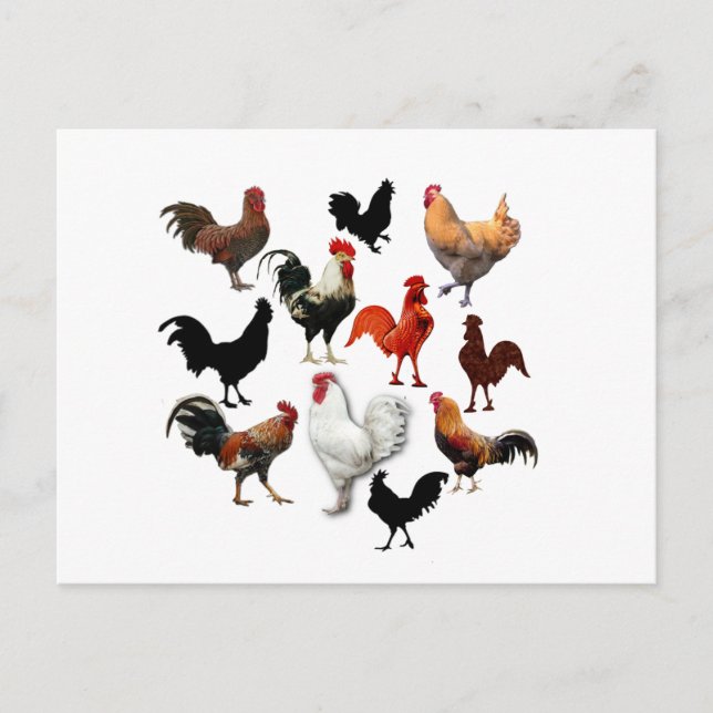 Rooster Collage Vintage Rustic Chickens Postcard (Front)