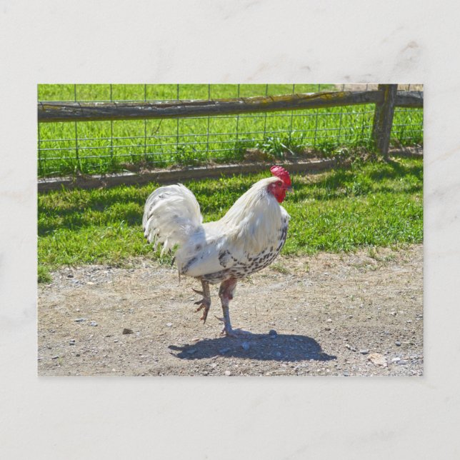 Rooster Crossing the Road on a Vermont Farm Postcard (Front)