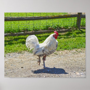 Rooster Crossing the Road, Vermont Farm Poster