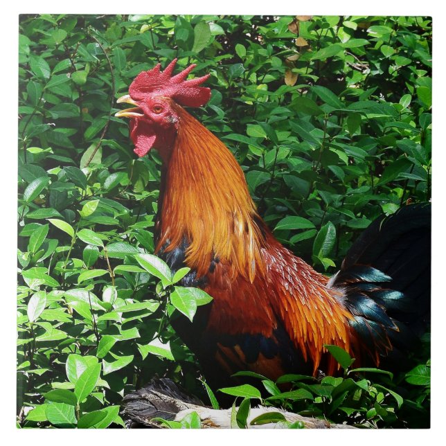 Rooster Crowing Ceramic Tile (Front)