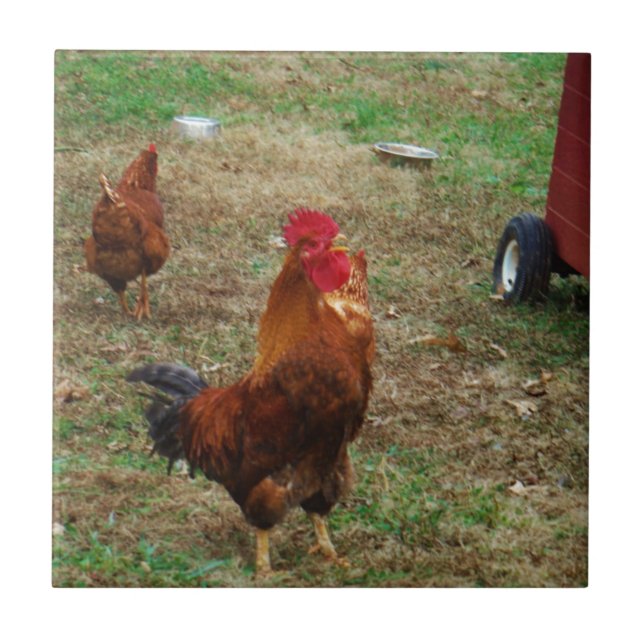 Rooster Crowing Ceramic Tile (Front)