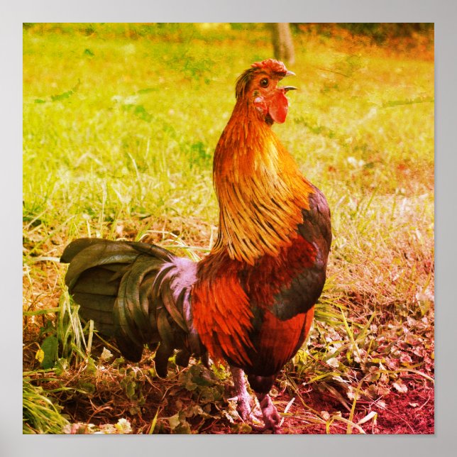 Rooster Crowing Farm Animal Art Poster (Front)