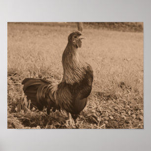 Rooster Crowing In Sepia Brown Farm Animal Poster