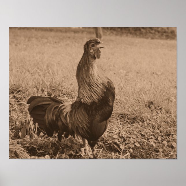 Rooster Crowing In Sepia Brown Farm Animal Poster (Front)
