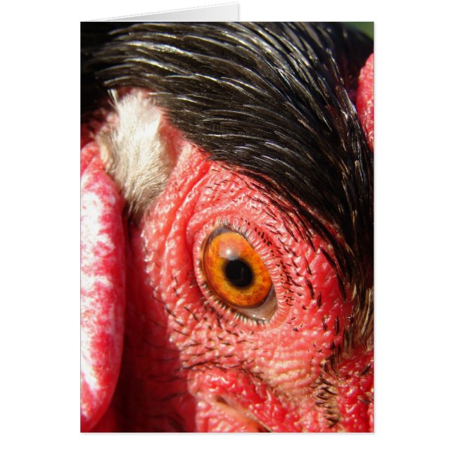 Rooster Eye (Front)