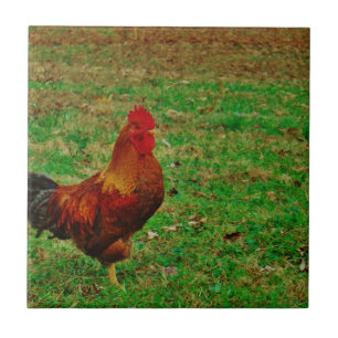 Rooster Facing right Tile