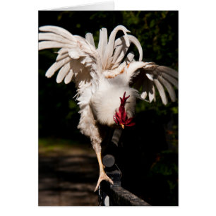 Rooster flapping wings