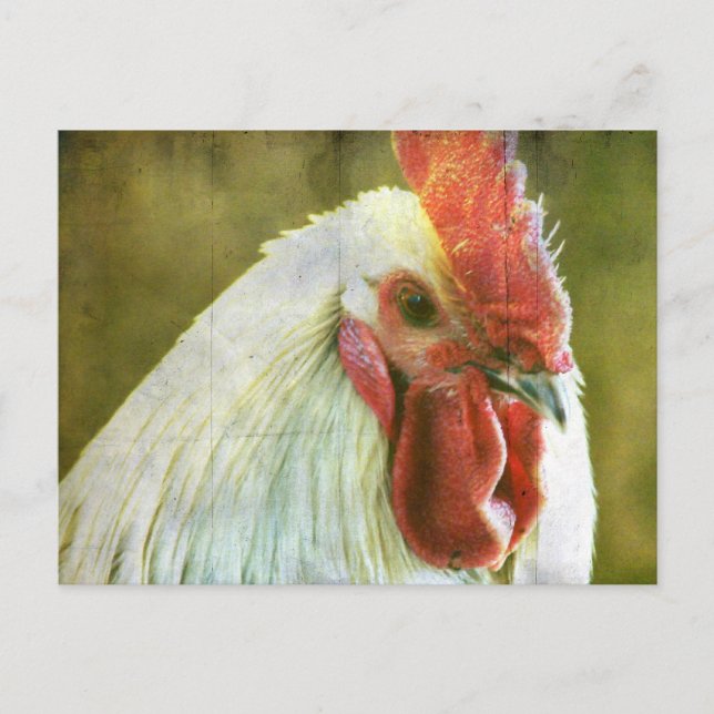 Rooster Grunge Postcard (Front)