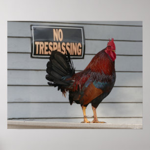 Rooster Guarding a Key West Porch Poster