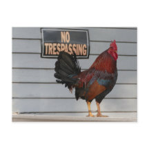 Rooster Guarding a Key West Porch Poster