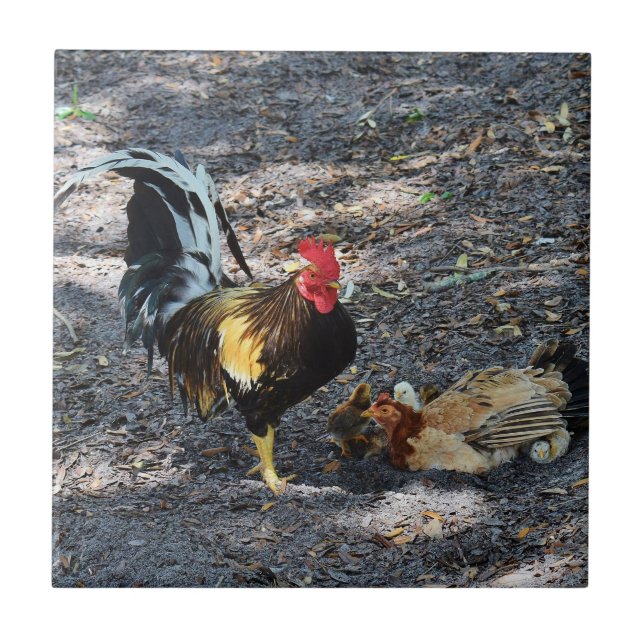 Rooster, Hen and Chicks Ceramic Tile (Front)