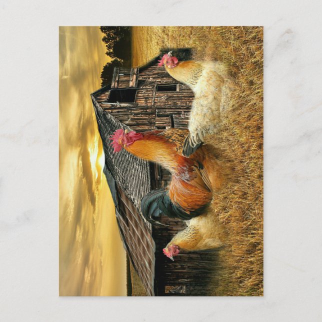 Rooster Hens Rustic Barn Coop Postcard (Front)