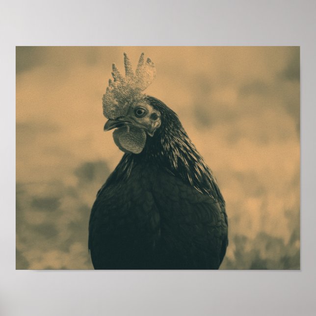Rooster in Sepia Poster (Front)
