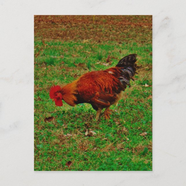 Rooster in the Grass Postcard (Front)