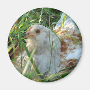 Rooster in the Hay Meadow Magnet