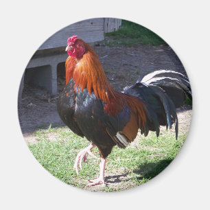 Rooster Magnet