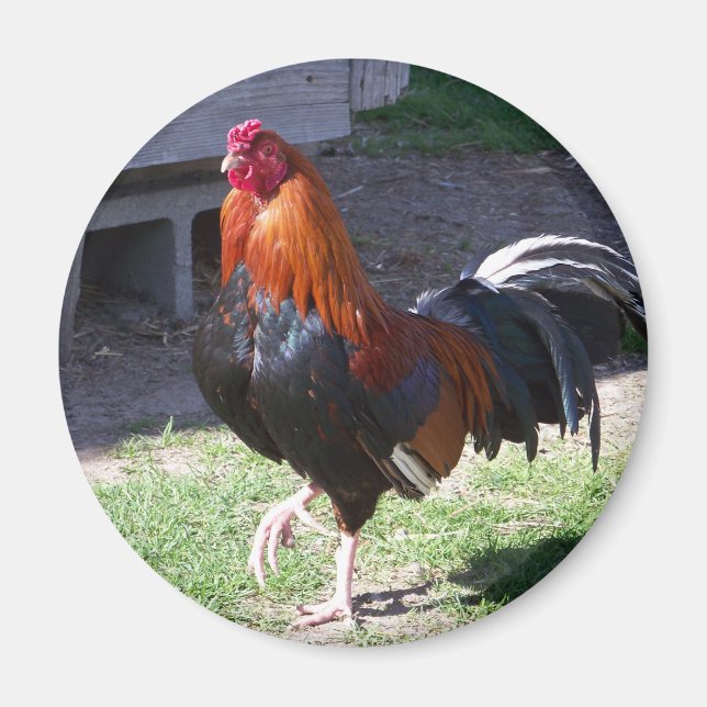 Rooster Magnet (Front)