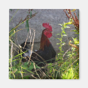Rooster  Magnet