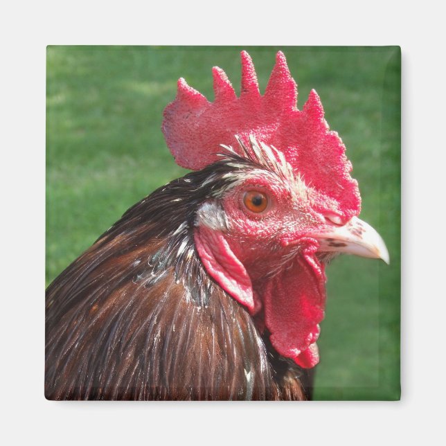 Rooster Magnet (Front)